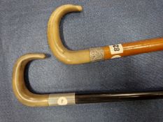 TWO HORN HANDLED WALKING STICKS WITH SILVER BANDS FOR 1911 AND 1931.