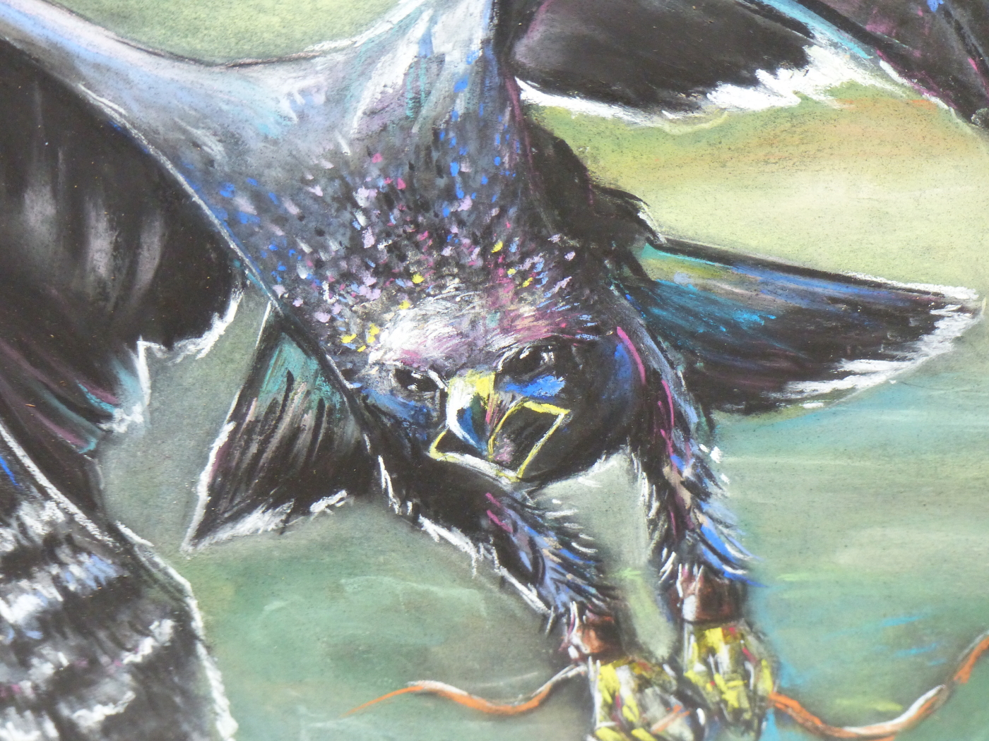 AILSA MACKAY (20TH / 21ST CENTURY) ARR. EAGLE IN FLIGHT WITH SNAKE. PASTEL. SIGNED L/R. 41 X 50 cm. - Image 4 of 6