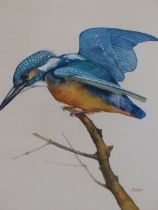 ANTHONY MORRIS. ( 20TH CENTURY). STUDY OF A KINGFISHER. WATERCOLOUR SIGNED L/R. 19 X 26 cm. AND