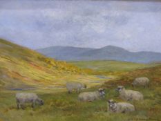 JOHN MURRAY- THOMPSON (1885-1974) ARR. SHEEP ON A RIVERSIDE MEADOW. OIL ON BOARD. SIGNED L/R 60 X 45