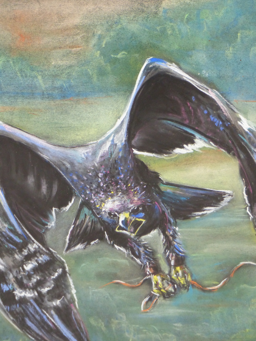 AILSA MACKAY (20TH / 21ST CENTURY) ARR. EAGLE IN FLIGHT WITH SNAKE. PASTEL. SIGNED L/R. 41 X 50 cm.