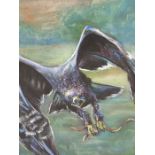 AILSA MACKAY (20TH / 21ST CENTURY) ARR. EAGLE IN FLIGHT WITH SNAKE. PASTEL. SIGNED L/R. 41 X 50 cm.