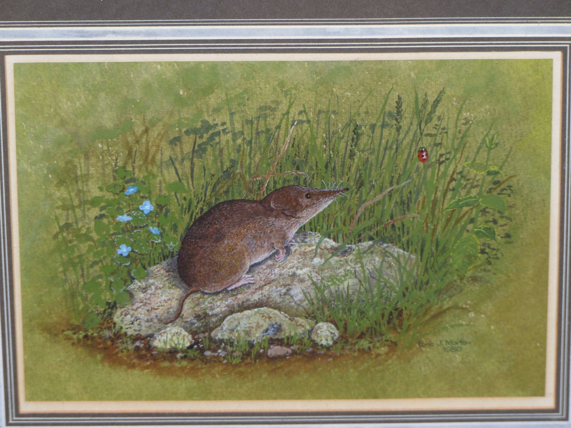 ERIC J. MORTON (20th/21st C. ENGLISH SCHOOL) ARR. A VOLE AND A LADYBIRD, PENCIL SIGNED, WATERCOLOUR. - Image 2 of 6