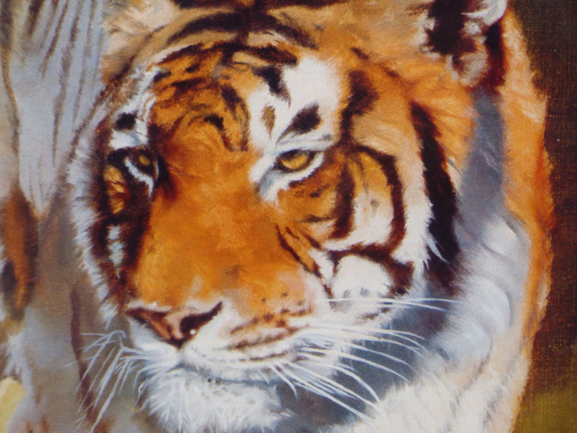 AFTER LEONARD PEARMAN A COLOUR PRINT OF A BENGAL TIGER. 54 x 84cms - Image 5 of 6