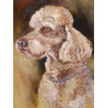 URSULA WHITE (ENGLISH CONTEMPORARY SCHOOL) ARR. PORTRAIT OF JUPITER, A BROWN POODLE, SIGNED, OIL