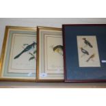 Three coloured prints of birds