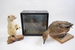 A group of taxidermy animals including a duck, small bird in case and a stoat