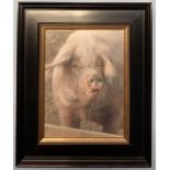 Edna Bizon (British,1929-2016), British Lop Eared Pig, oil on canvas, signed, framed.approx.11.5x8.