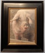 Edna Bizon (British,1929-2016), British Lop Eared Pig, oil on canvas, signed, framed.approx.11.5x8.