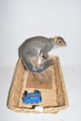 Taxidermy squirrel, basket and a Thomas the Tank Engine egg cup