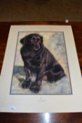 Norna, study of a stately labrador - Ben, pastel, mounted but not framed, dated 15th April 1990