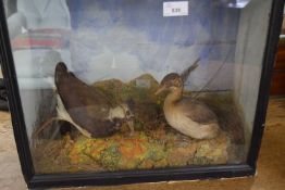 Antique taxidermy group of a Lapwing and a Dab chick set in naturalistic surroundings, case 45cm