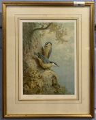 After Archibald Thorburn (Scottish,1860-1935), Nuthatches, lithograph, published 1928 by W.T.