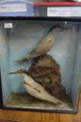 19th Century taxidermy group of two Terns in naturalistic surroundings, case 45cm wide, no makers