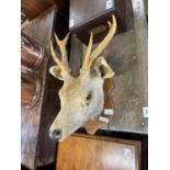 Taxidermy Stags Head