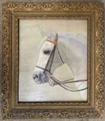 British School, 20th century, side profile study of a horse head, oil on canvas, 13x16ins, framed.