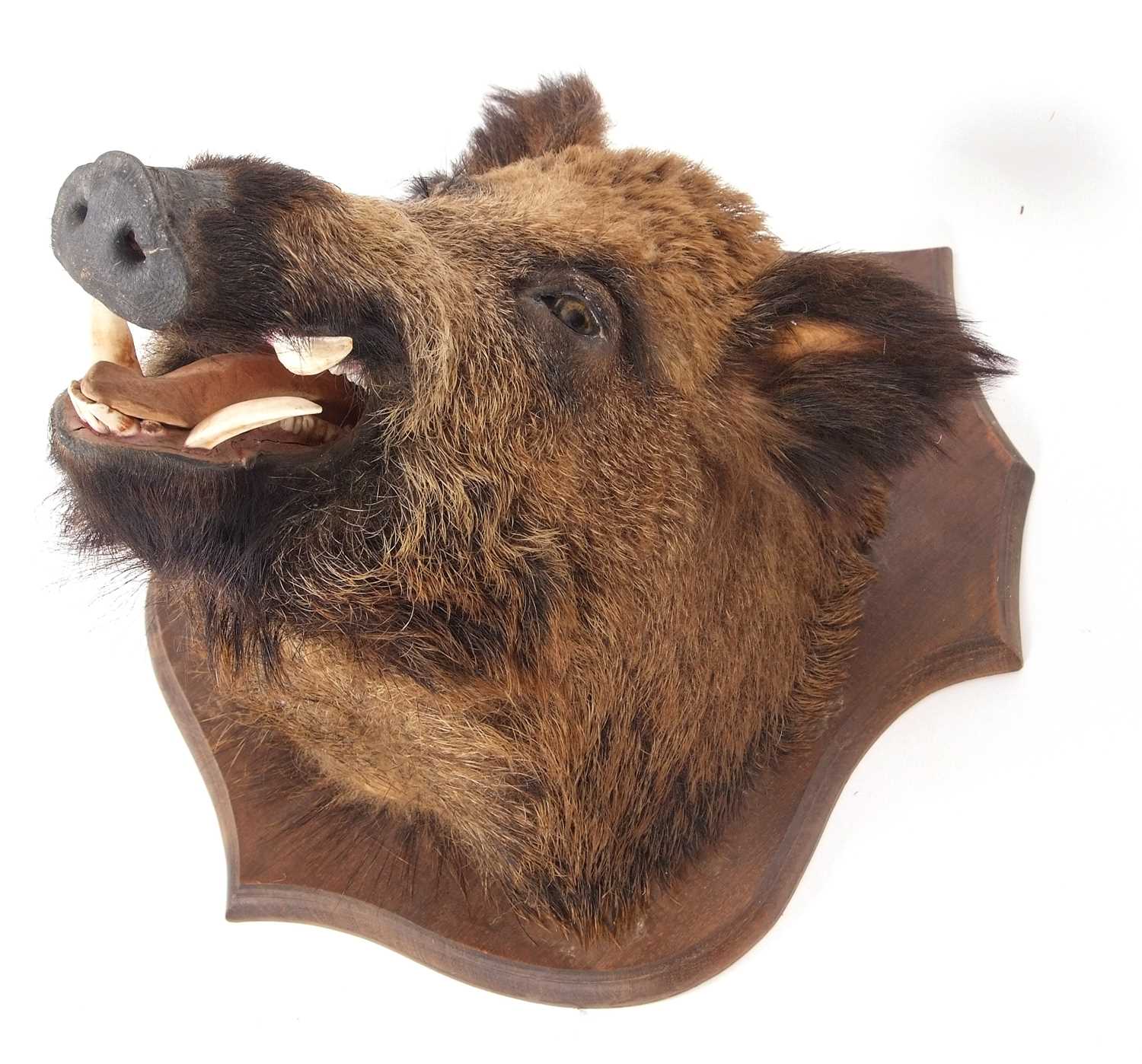 Taxidermy Interest: The head of a European wild boar set on a shield back, the shield approx 65cm - Image 3 of 7