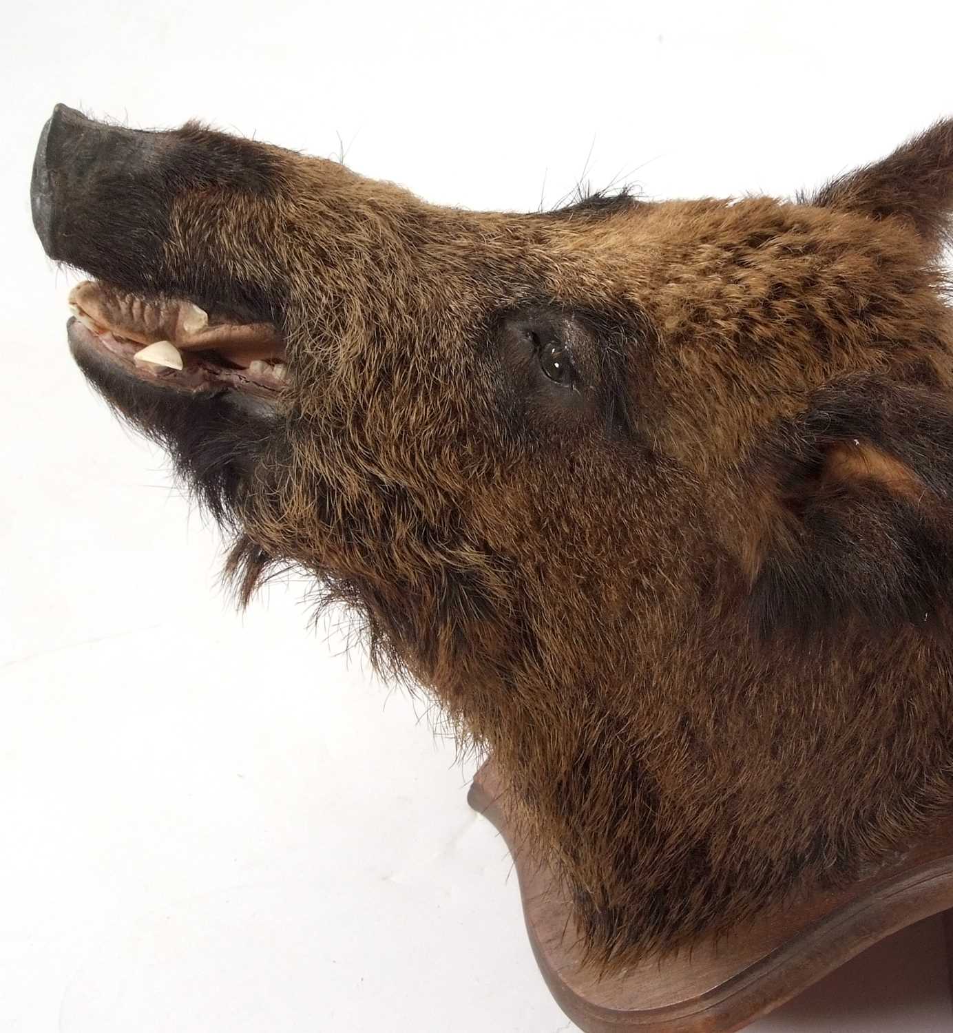 Taxidermy Interest: The head of a European wild boar set on a shield back, the shield approx 65cm - Image 5 of 7