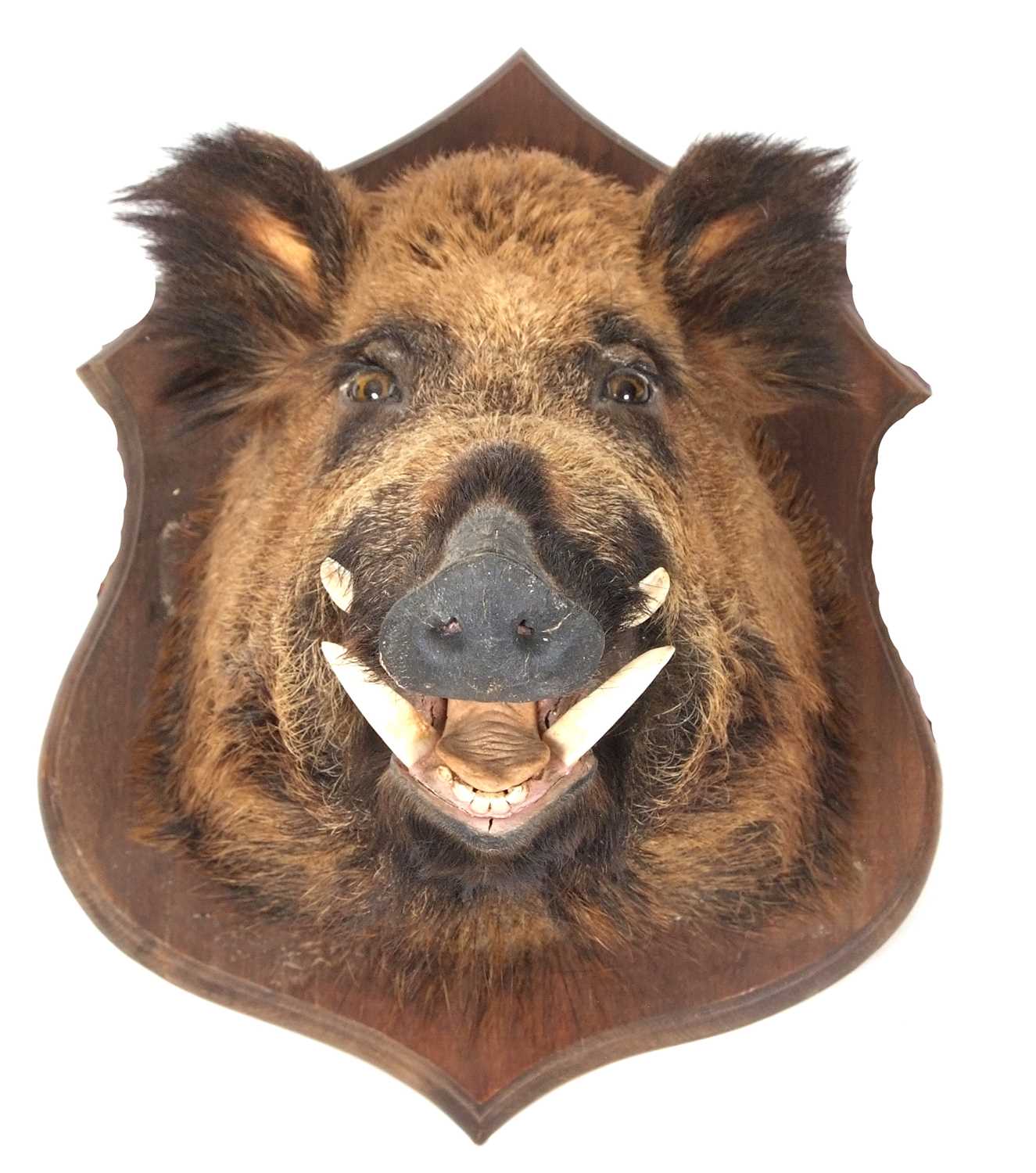 Taxidermy Interest: The head of a European wild boar set on a shield back, the shield approx 65cm - Image 4 of 7