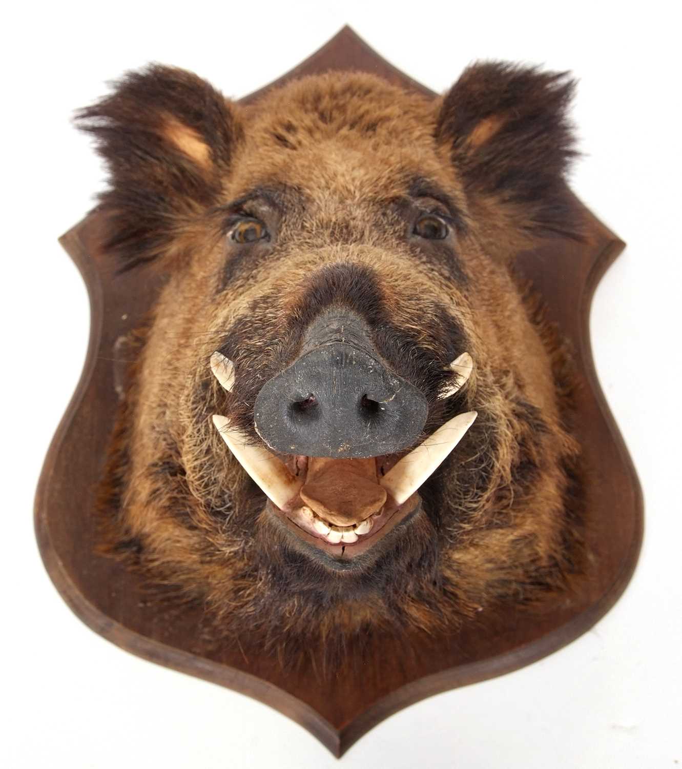 Taxidermy Interest: The head of a European wild boar set on a shield back, the shield approx 65cm - Image 7 of 7