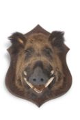 Taxidermy Interest: The head of a European wild boar set on a shield back, the shield approx 65cm