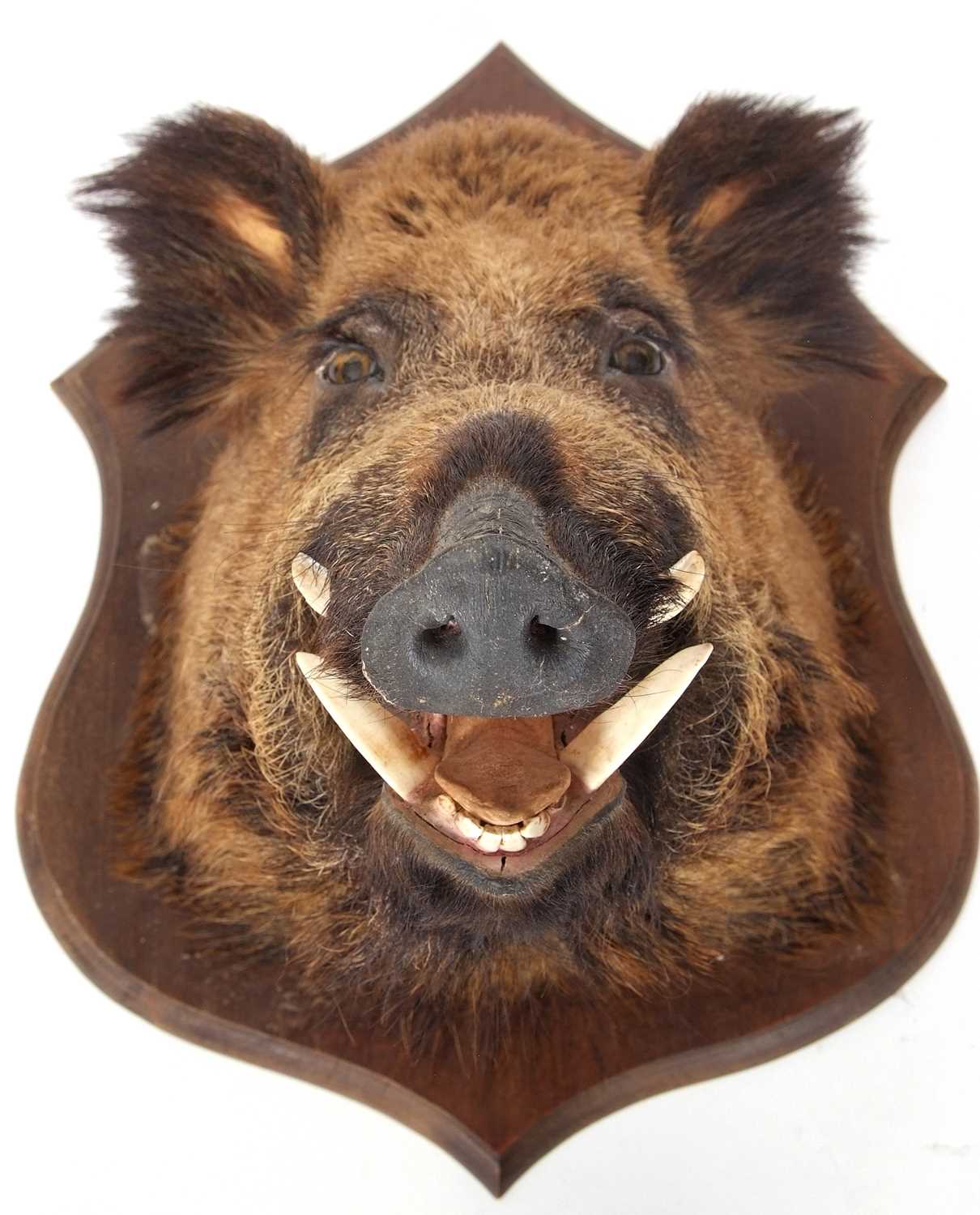 Taxidermy Interest: The head of a European wild boar set on a shield back, the shield approx 65cm - Image 2 of 7