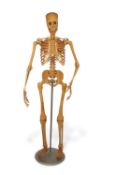 A 20th Century anatomical model of the human skeleton on a metal stand with circular base - 175 cm