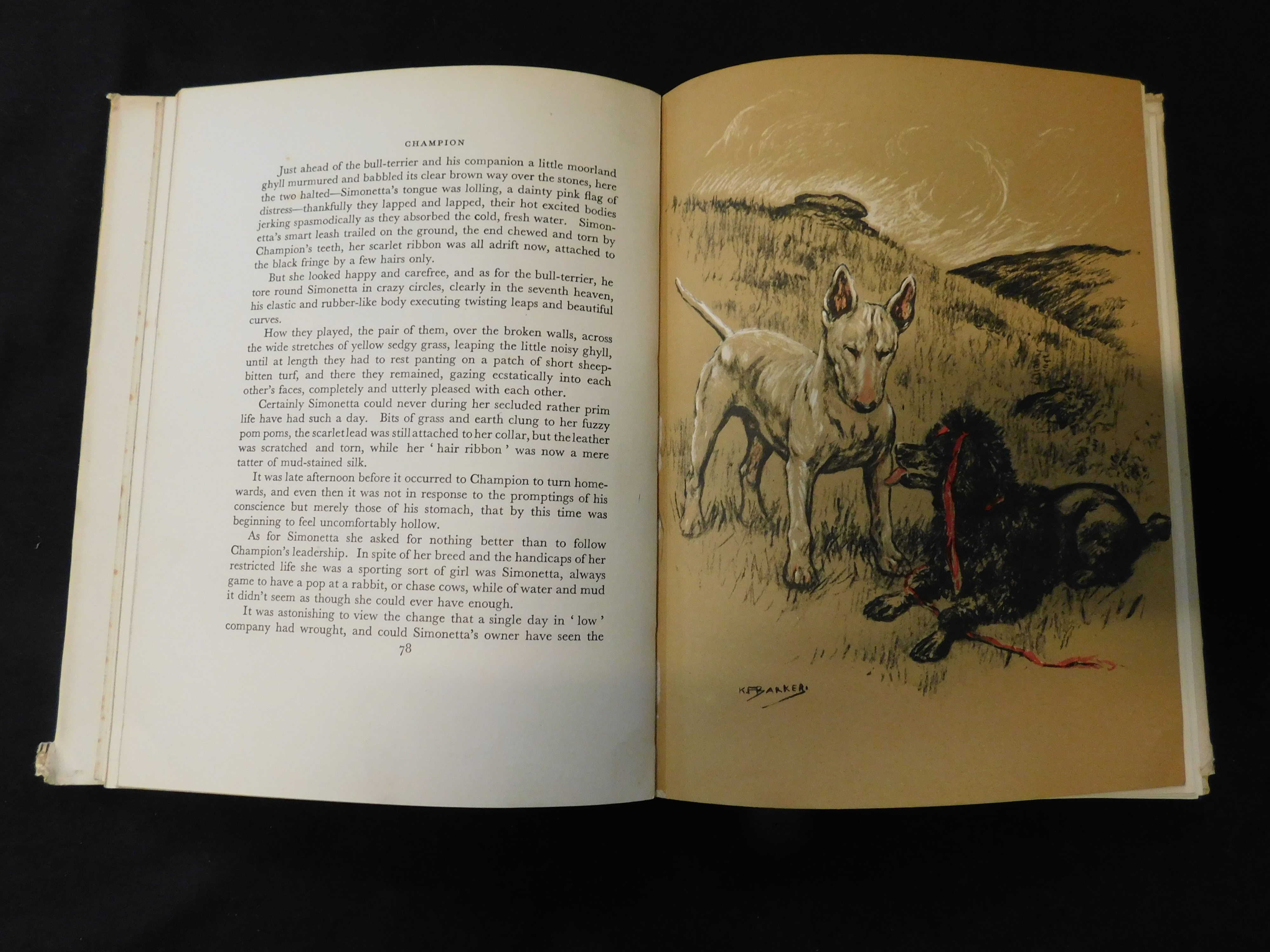 K F BARKER: CHAMPION, THE STORY OF A BULL-TERRIER, London, Country Life, 1936, first edition, 8 - Image 2 of 2