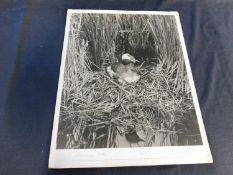 J T Fisher, large photograph of a Slavonian Grebe, signed and captioned on the mount, approx 440 x