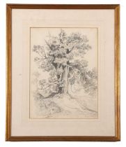 Miles Edmund Cotman (British,1810-1858), Oak tree pencil study on paper, signed and inscribed '