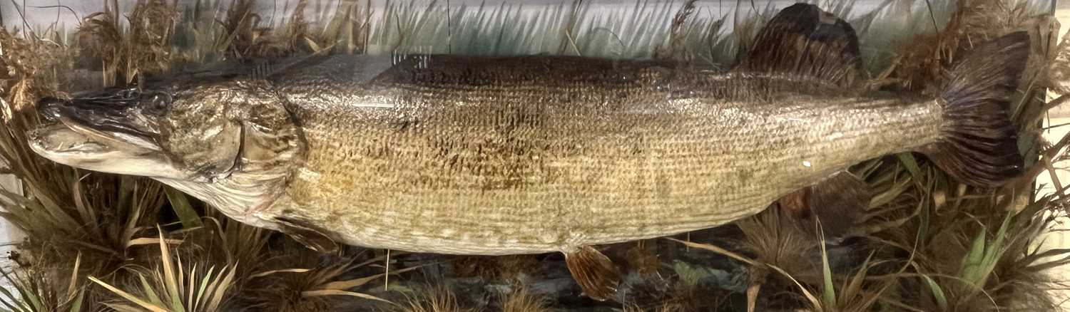 Large Taxidermy cased Pike in naturalistic setting by E C Saunders of Great Yarmouth (label bottom - Image 12 of 12