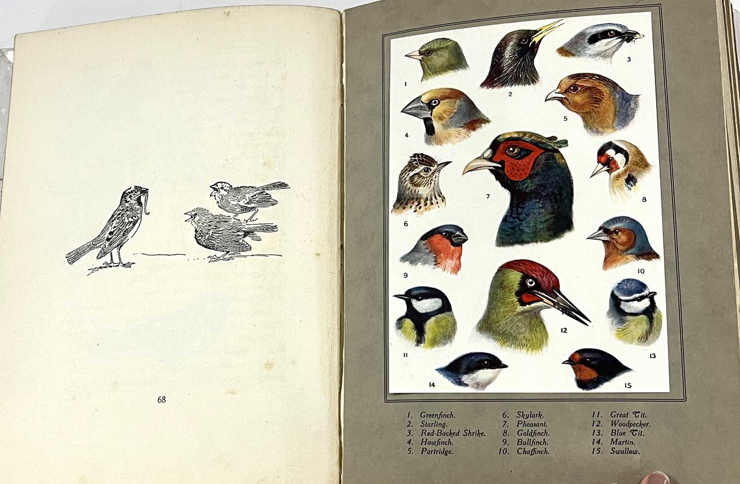 Small box containing bird books including Birds Ashore and Aforeshore by Patrick Chalmers, - Image 10 of 14