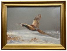 James J.Allen (British, contemporary), a ring-necked pheasant in flight across a winter landscape,