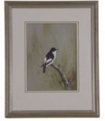 Bryan Reed (British, contemporary), Pied flycatcher perched on a branch, signed, 8x6ins, framed