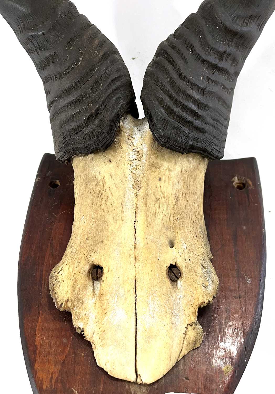 African Hartebeast, horns on top of skull mounted on wooden shield - Image 6 of 6