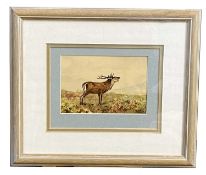 Charles Stanley Todd (British,1923-2004), a roaring deer stag, watercolour and gouache, signed,