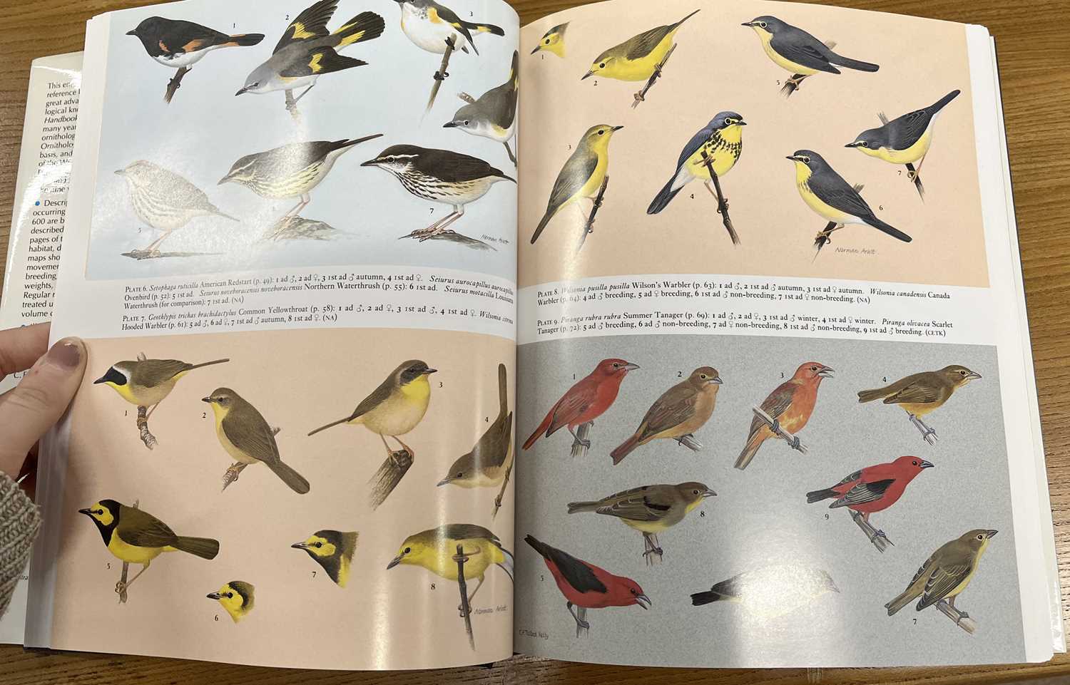 Birds Cramp (Stanley Editor) Handbook of the Birds of Europe - Birds - Cramp (Stanley Editor) - Image 5 of 6