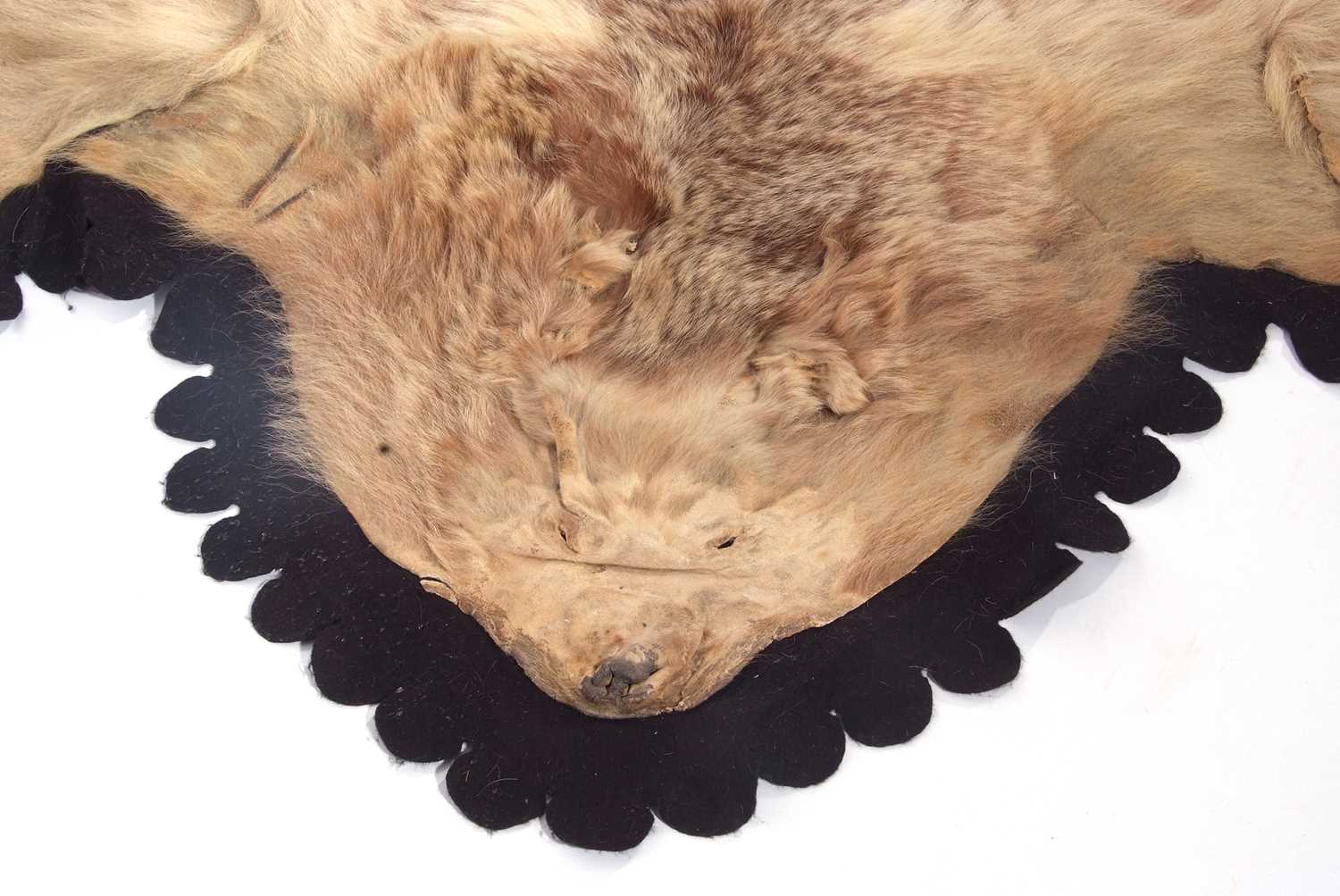 20th century possibly circa 20s/30s Syrian Brown Bear (Ursus arctos Syriacus) skin rug on black felt - Image 3 of 12