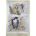 Steve Cale (British, contemporary), Peregrine Falcon study, watercolour, signed on mount, 9.5x6.5ins