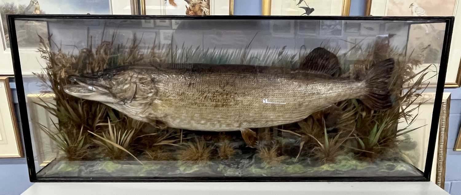 Large Taxidermy cased Pike in naturalistic setting by E C Saunders of Great Yarmouth (label bottom - Image 10 of 12
