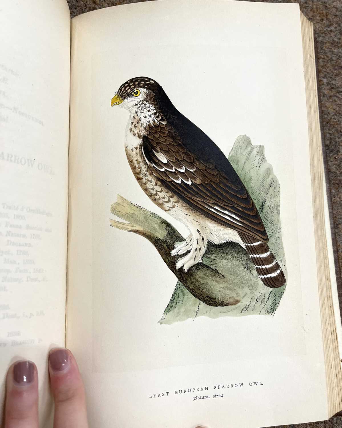 Bree - History of the Birds of Europe - Bree History of the Birds of Europe, 4 Vols, 1863-66, - Image 6 of 8