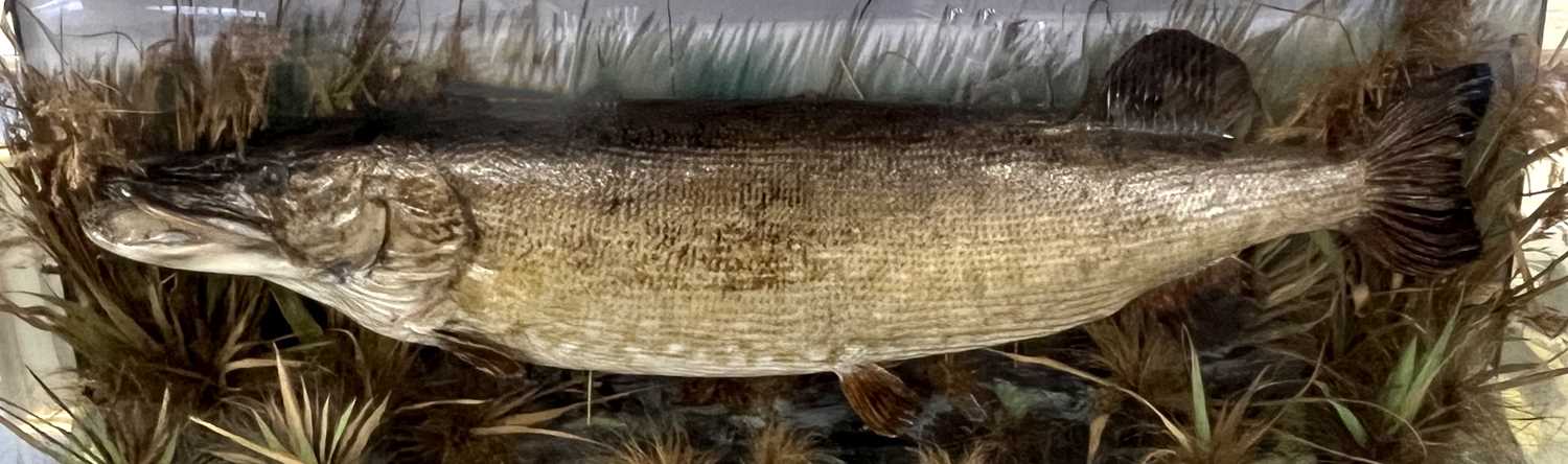 Large Taxidermy cased Pike in naturalistic setting by E C Saunders of Great Yarmouth (label bottom - Image 3 of 12