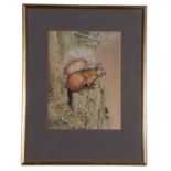 John Last (British contemporary), Red Squirrel, watercolour, signed, 10x7ins, framed and