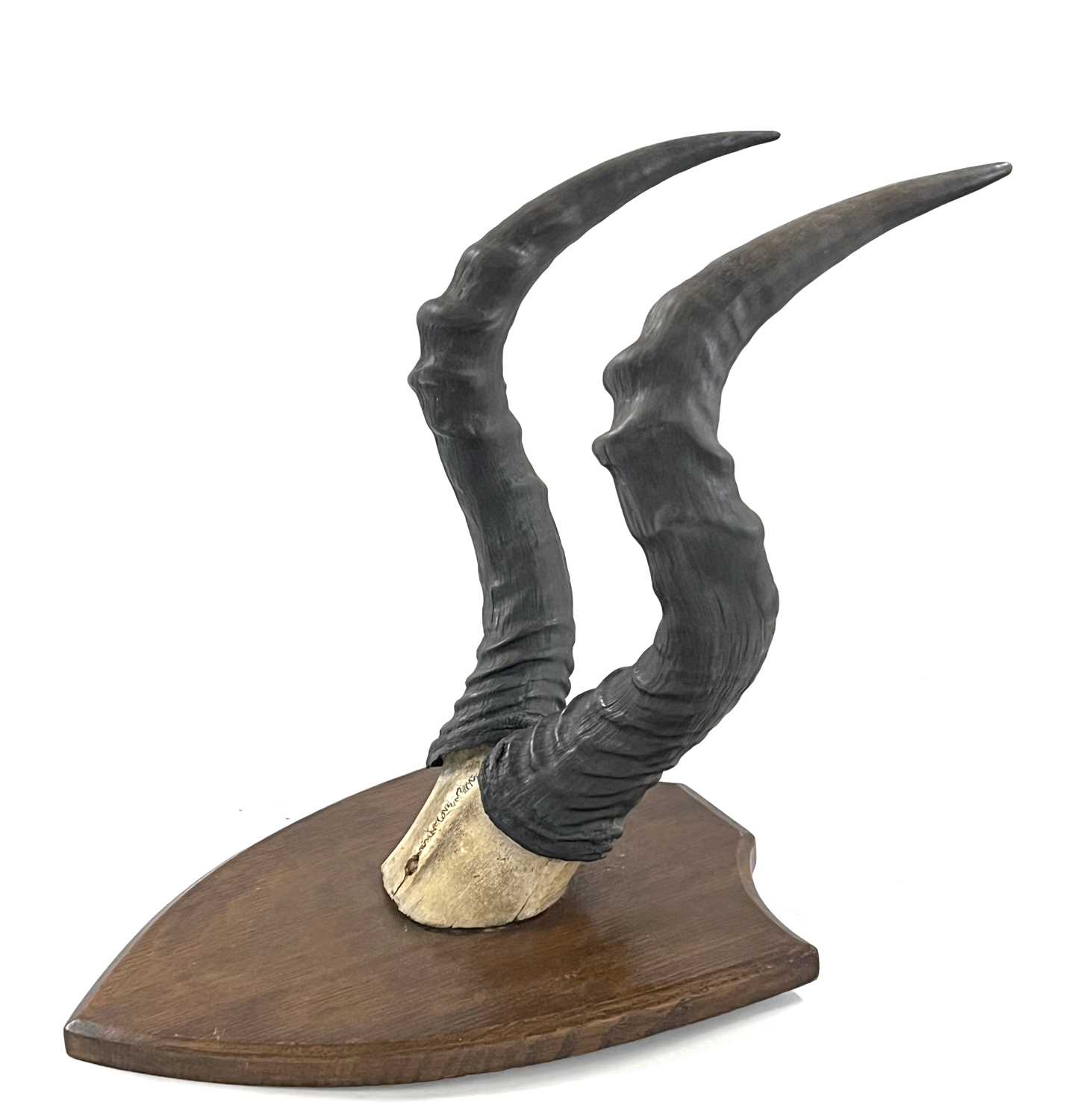 African Hartebeest, horns on top of skull mounted on wooden shield - Image 3 of 4