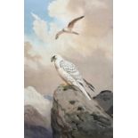 John Cyril Harrison (British 1898-1985), Gyr Falcons (Greenland) one perched, the other in flight,