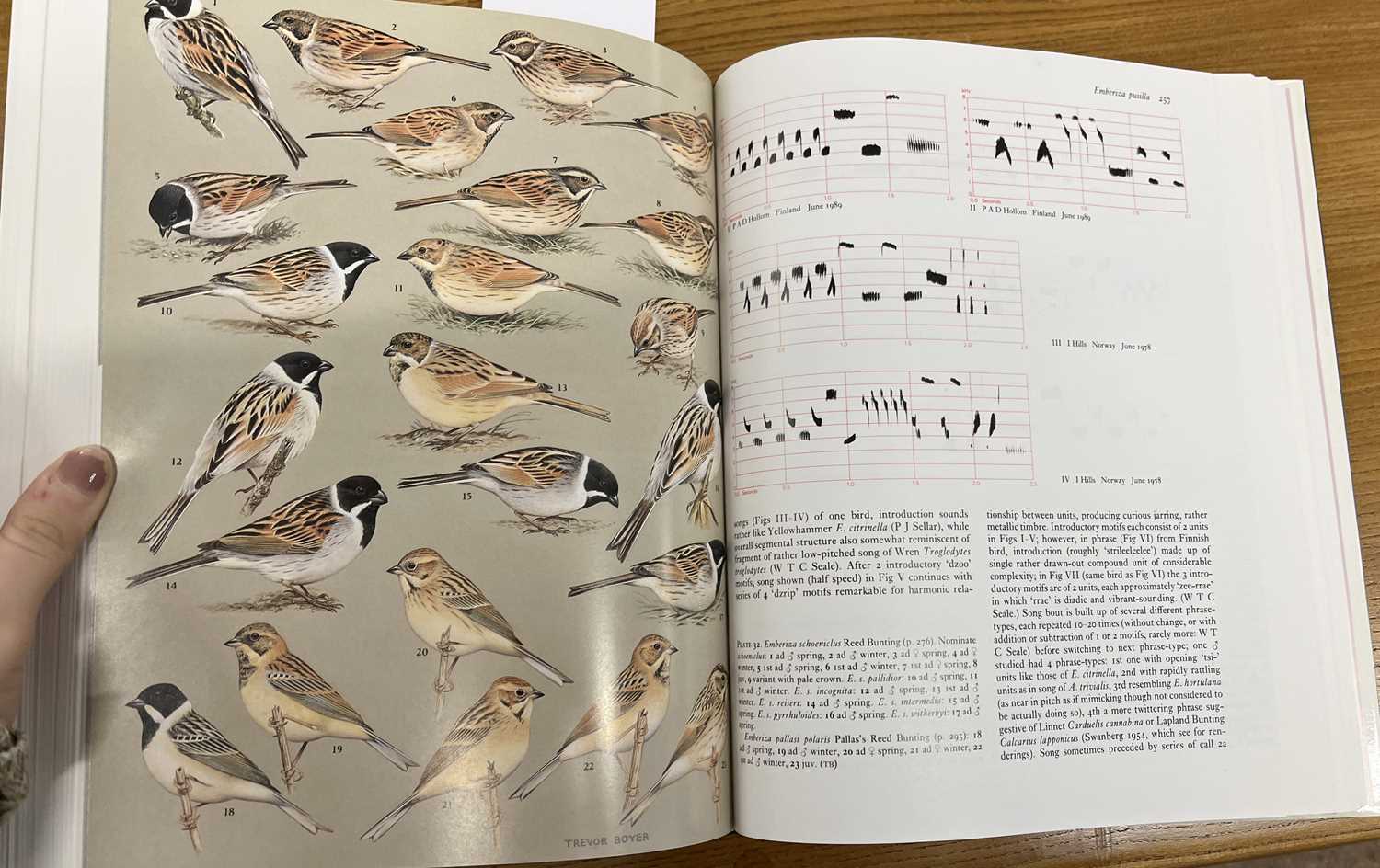Birds Cramp (Stanley Editor) Handbook of the Birds of Europe - Birds - Cramp (Stanley Editor) - Image 3 of 6