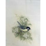 Andrew Osborne (British), Great Tit, watercolour, signed, 9.5x12ins, framed and glazed.