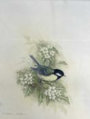 Andrew Osborne (British), Great Tit, watercolour, signed, 9.5x12ins, framed and glazed.