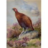 Charles Stanley Todd (British,1923-2004), a calling red grouse perched on a rock, watercolour,