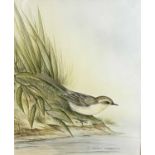 Andrew Osborne (British) Wagtail by the riverbank, watercolour, signed, approx.8.5x10ins, framed and